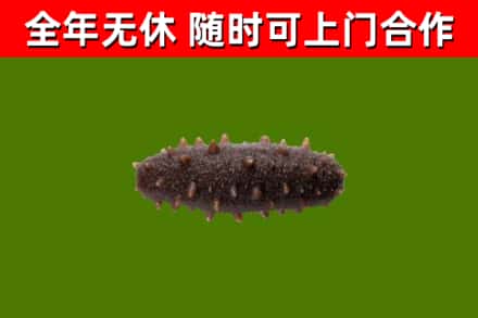 正定县烟酒回收干海参.jpg